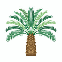 A detailed illustration of a tropical sago palm tree © jalans