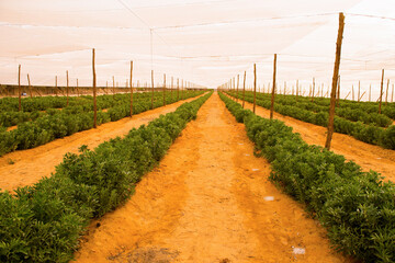 Fototapeta premium Wide perspective view of modern commercial greenhouse tunnel with organized crop rows protected by overhead netting and irrigation system ideal for