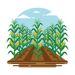 Fototapeta premium A vibrant illustration of a lush green corn field farm