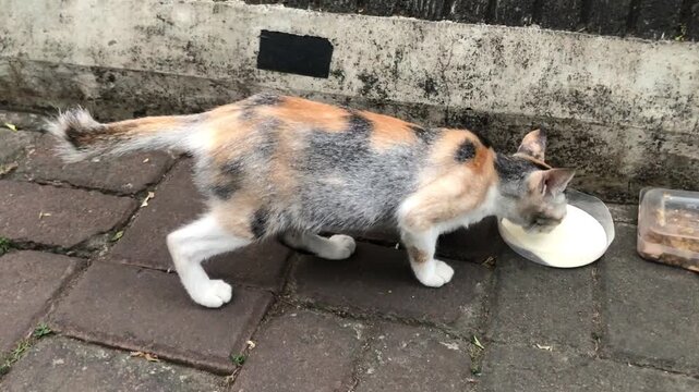 A calico cat with patches of orange, black, and white fur drinks milk from a shallow dish on a brick pathway.