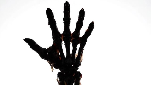 Ultra-realistic silhouette zombie hand dramatically rising from below frame, isolated on pure white background, fingers stretching upward in slow motion, cinematic low-angle 