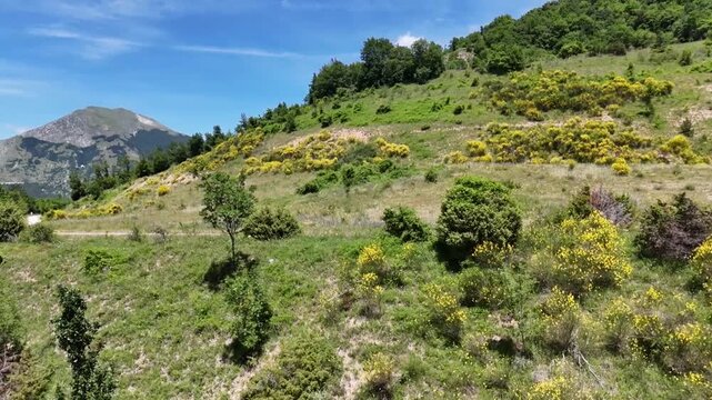 Montagna verde punteggiata da fiori gialli, con montagne sullo sfondo e cielo limpido. Un paesaggio naturale luminoso che unisce colori vividi, tranquillit&agrave; e profondit&agrave; visiva