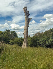 Fototapeta premium tree on the hill
