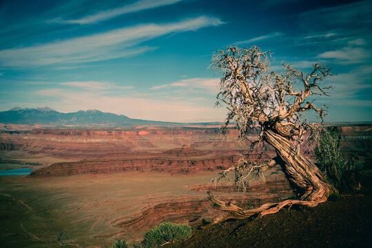 Dead tree from Dead Horse Point