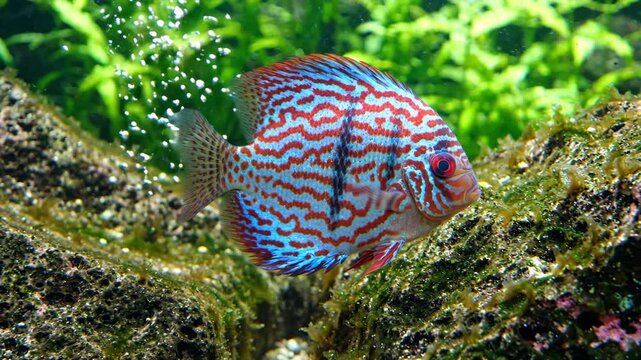 Colorful fish swim gracefully in vibrant aquarium, showcasing intricate patterns and textures amidst lush green aquatic nature