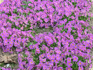 Blooming Pink Primrose Primula vulgaris Groundcover © Vertstyle