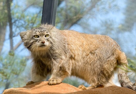 Pallas's cat	