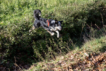 Merle Border Collie mit einem schwarz roten Hundegeschirr odd-eyed springt über einen Straßengraben  © Tattiliana