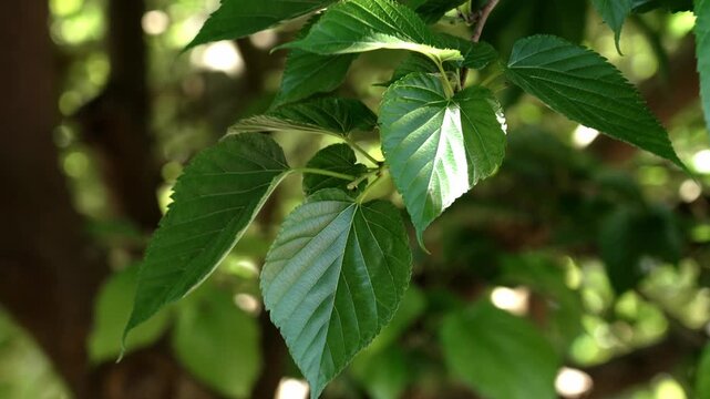 Lush green leaves of white mulberry tree. Fresh foliage in garden setting. Close-up view highlights leaf texture and veins