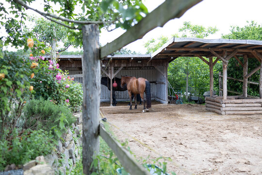 Offenstall mit zwei Warmblut Sport Pferden in braun und schwarzbraun aus L&auml;rchen Holz mit gekalkten W&auml;nden einges&auml;umt von einem sch&ouml;nen Rosenbeet und einem Holzzaun aus L&auml;rche mit Sand auf dem Paddock
