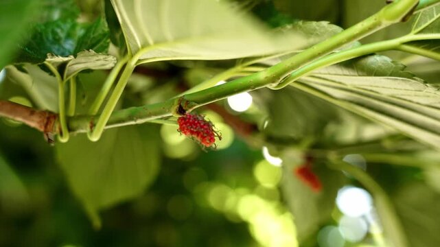 Mulberry tree fruit (Morus alba) ripening on a branch among lush green leaves. Medicinal plant