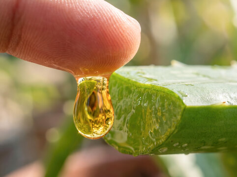 Fresh Aloe Vera Gel Oozing