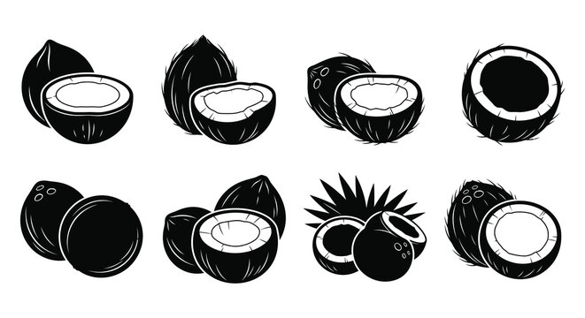 Coconut Silhouettes And Cross sections Black And White Vector Illustration