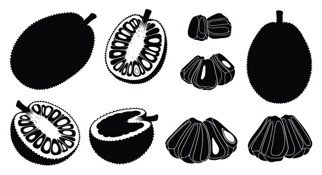 Jackfruit Silhouettes And Cross Sections Black And White Vector Illustration