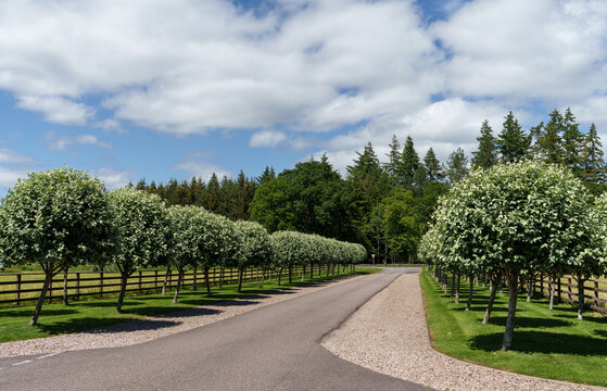 Serene tree-lined road leading to a forested area under a bright sky in Moray, Scotland, specifically Banffshire