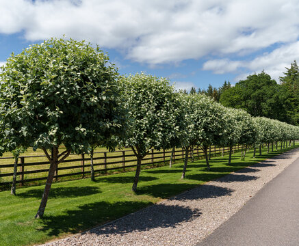 Landscaped path lined with ornamental trees under a bright summer sky in Moray, Scotland