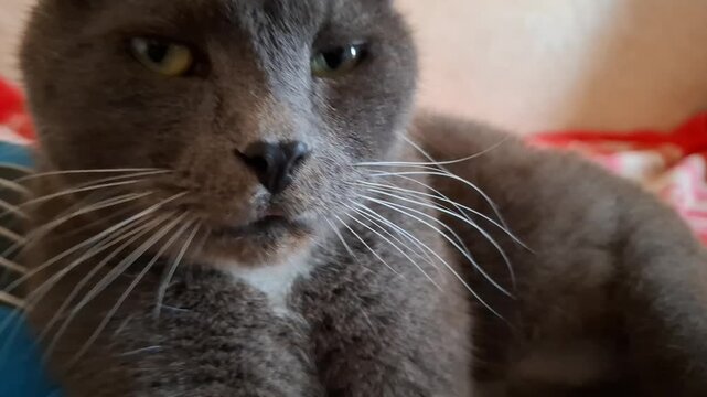 Close-up portrait of serious grey cat  with long white whiskers. Pet care, veterinary, domestic animal themes, feline lifestyle content. Sleepy British Shorthair cat relaxing on sofa