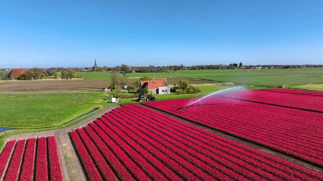 Blooming red tulips with irrigation sprinkler in Europe