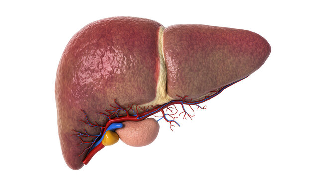 Isolated detailed anatomical 3D rendering of human liver organ with gallbladder and blood vessels
