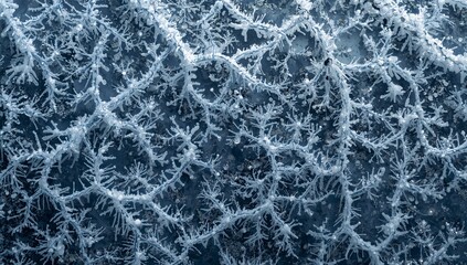 Fototapeta premium Frozen Frosted Branches Close-Up in Winter Scene with Ice Crystals and Snowflakes