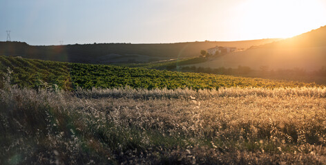 Fototapeta premium Golden Vineyard Landscape at Sunset