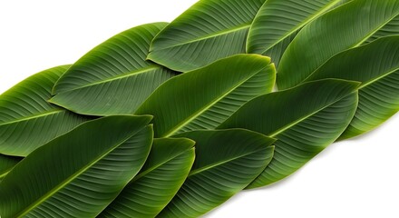 Obraz premium green leaf background