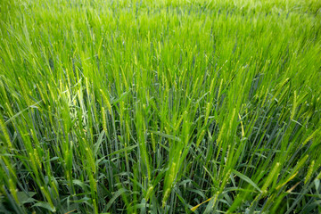 Obraz premium A close-up of tall grass