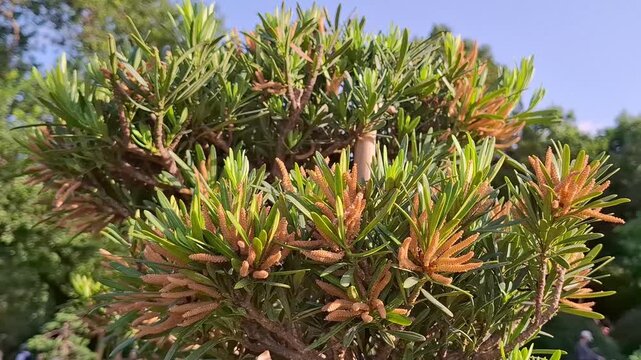 Podocarpus macrophyllus evergreen shrub with pollen cones in sunny summer garden. Vibrant kusamaki plant or Buddhist pine tree branch blooming with small catkin-like cones. Perennial subtropical plant