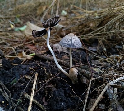 Coprinopsis atramentaria, inkcap mushroom growing in woods close-up