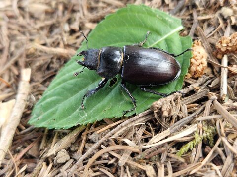 Hirschk&auml;fer (Weibchen)
