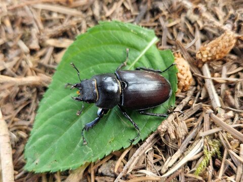 Weibchen vom Hirschk&auml;fer
