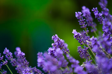 Obraz premium Close-up of vibrant purple lavender flowers blooming in a lush garden during summer, with a soft bokeh background of green foliage creating a peaceful and serene natural atmosphere.