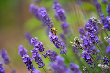 Fototapeta premium Close-up Macro Photography of a Bumblebee Gathering Nectar and Pollinating Vibrant Purple Lavender Flowers in a Sunny Summer Garden, Highlighting Natural Biodiversity and Serene Beauty.