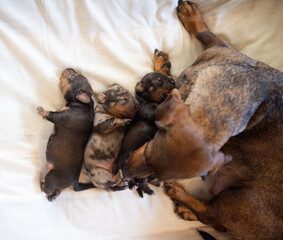 Obraz premium Top view of dachshund mother dog caring for newborn puppies
