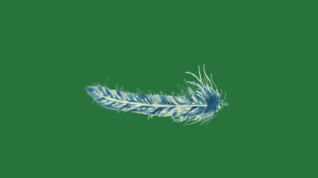 A blue feather on green background and bird flying through the air with wave in middle green screen