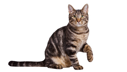 Isolated domestic tabby cat sitting patiently, raising a front paw, looking at viewer