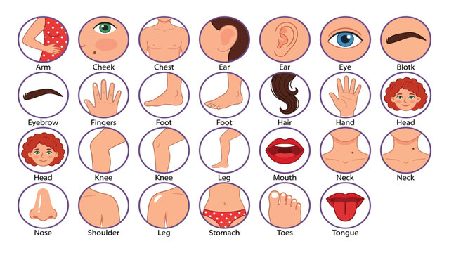 Anatomy flashcards show colorful circular icons representing different human body parts and features.