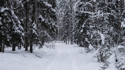 Fototapeta premium Narrow snow-covered trail winding through dense evergreen forest with heavy snow on branches, low underbrush partly buried in drifted snow, muted gray