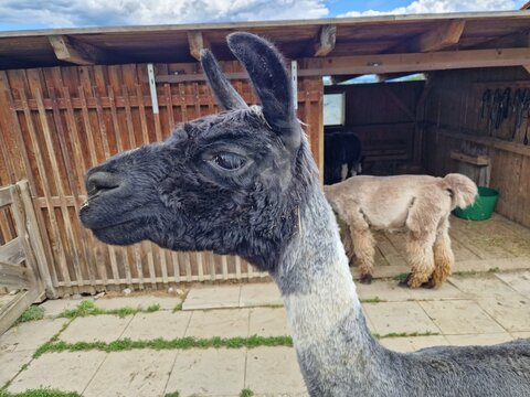 Kopf von einem Lama