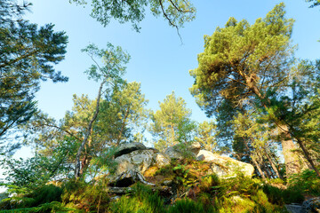 Fototapeta premium Crest of the Corne-Biche rock in Fontainebleau forest 