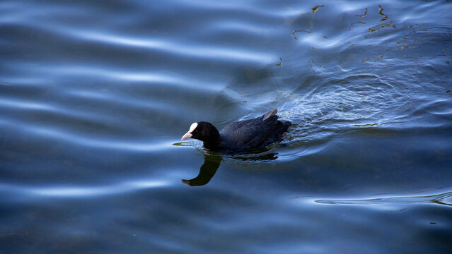 Eurasian coot swimming on blue rippled water