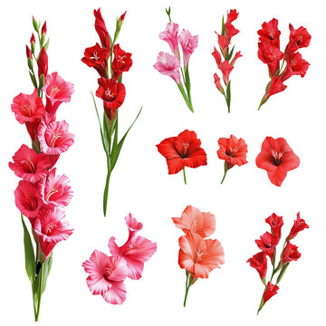 Assorted Gladiolus Blooms: Red, Pink, and Peach Floral Arrangement with Detailed Petal Textures