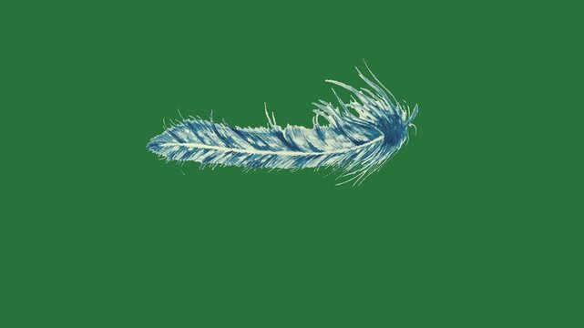 A blue feather on green background and white green screen design frame