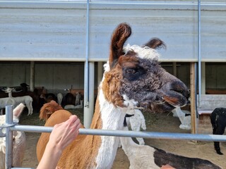 Lama © rbkelle