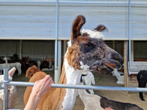 Lama