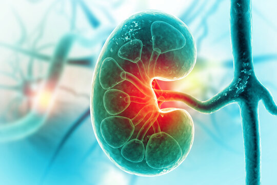 Chronic Kidney Disease. Medical organ. Cross section. 3d illustration