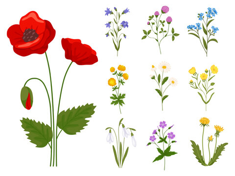 Blooming wildflowers. Wild plants and grasses. Beautiful daisies and poppies. Field chamomile branches. Natural bluebells and dandelions twigs. Summer meadow. Floral elements vector set