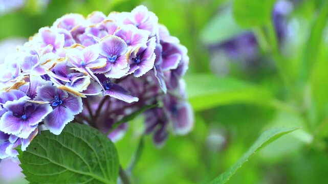 Hydrangea Blooming &ndash; Smooth Zoom In Motion in 4K (No Audio)