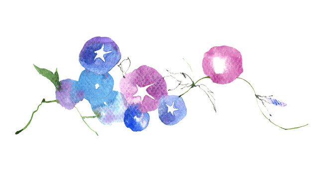 横長に広がる美しいアサガオの涼しげな手描き水彩イラスト
Beautiful morning glory flowers template horizontally arranged watercolor illustration