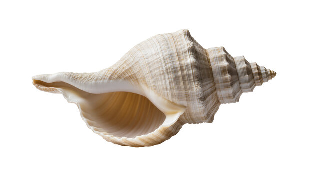Isolated large natural sea conch shell featuring intricate textures and an elegant spiral shape